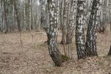Betula pendula. Березовый лес ранней весной. Москва, Кузьминский лесопарк. 21.04.2006.