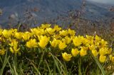 Saxifraga serpyllifolia