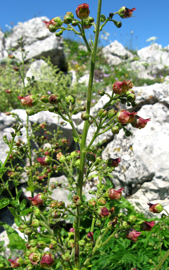 Изображение особи Scrophularia scopolii.