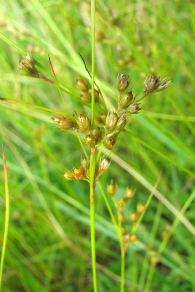 Изображение особи Juncus tenuis.