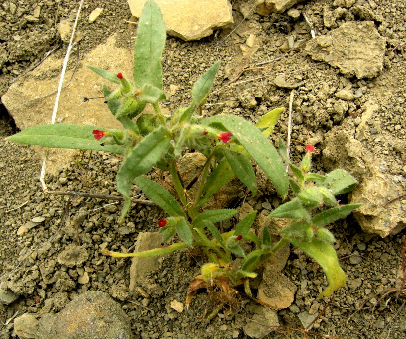 Image of Nonea caspica specimen.