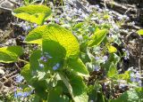 Brunnera macrophylla