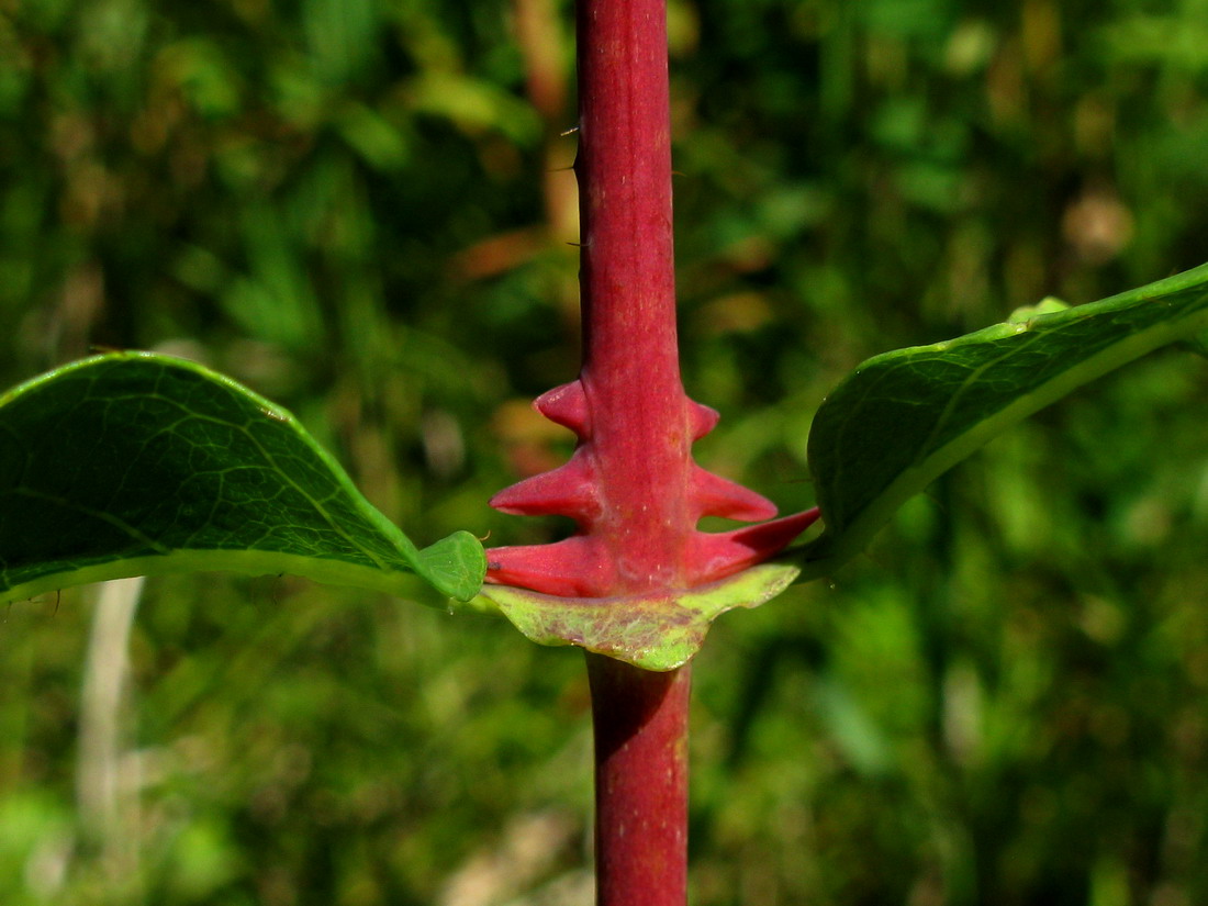 Image of Lonicera altaica specimen.