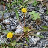 род Taraxacum