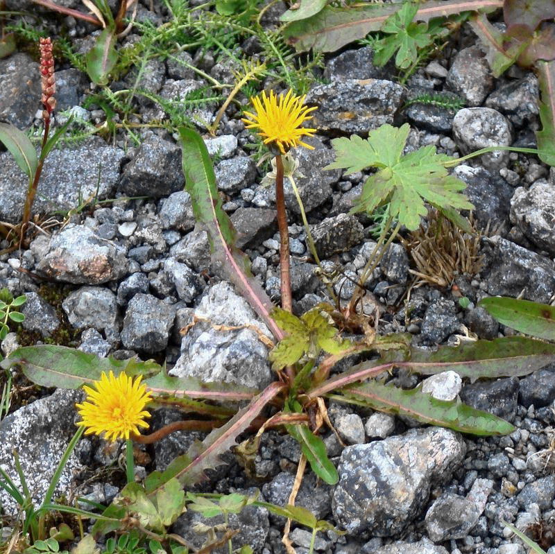 Изображение особи род Taraxacum.