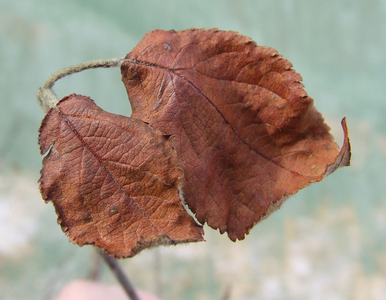 Изображение особи Malus domestica.