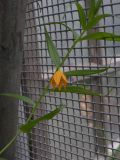 Littonia modesta
