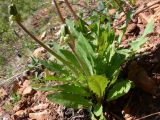 Taraxacum ostenfeldii