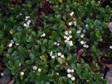 Gaultheria miqueliana