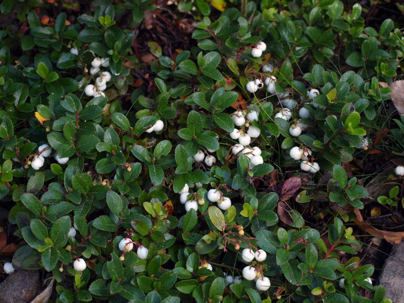 Image of Gaultheria miqueliana specimen.