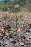 genus Trifolium