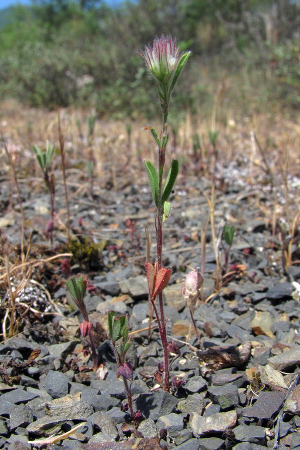 Image of genus Trifolium specimen.