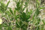 Potentilla astracanica