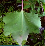 Xanthium orientale. Лист. Курская область, Железногорский район, сл. Михайловка, ур. Дача Рокоссовского, берег р. Свапа. 14 июля 2007 г.