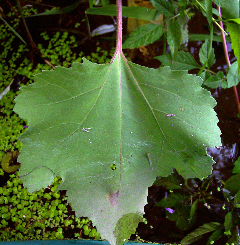 Изображение особи Xanthium orientale.