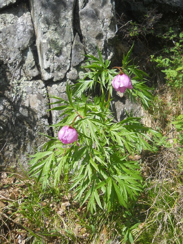 Image of Paeonia anomala specimen.