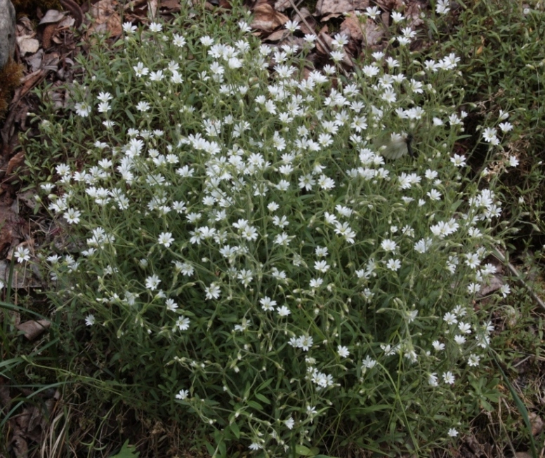 Image of Cerastium uralense specimen.