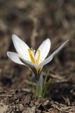 Crocus alatavicus