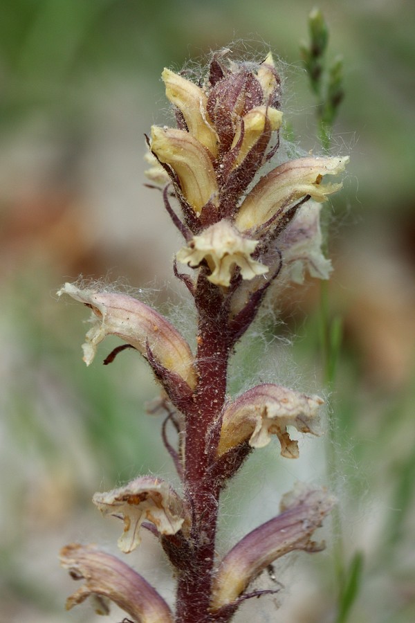 Image of genus Orobanche specimen.