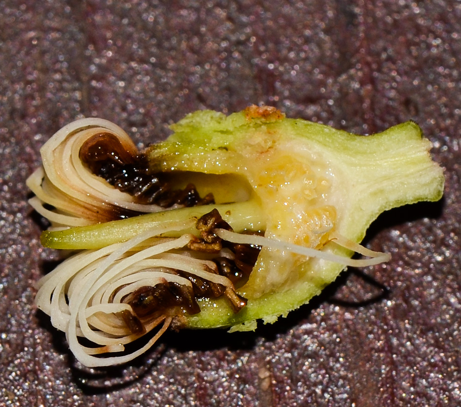 Image of Corymbia torelliana specimen.