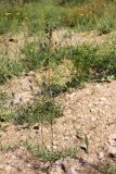 Koeleria macrantha