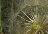 Taraxacum serotinum. Плоды-семянки. Татарстан, г. Бавлы, остепнённый склон. 15.07.2012.