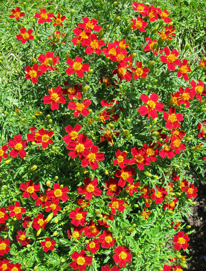 Изображение особи Tagetes tenuifolia.