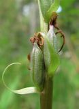 Gymnadenia conopsea. Плоды. Архангельская обл., Вельский р-н, заболоченный лес. 12.08.2012.