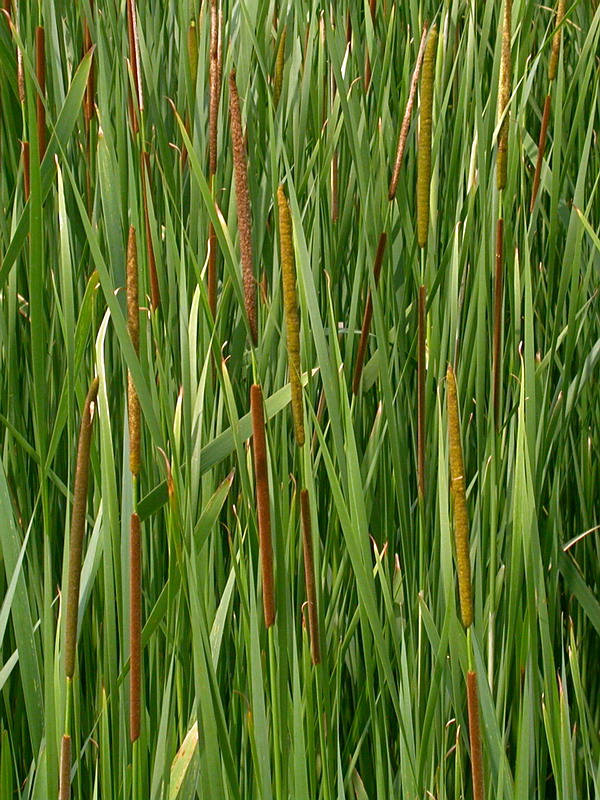 Изображение особи Typha angustifolia.