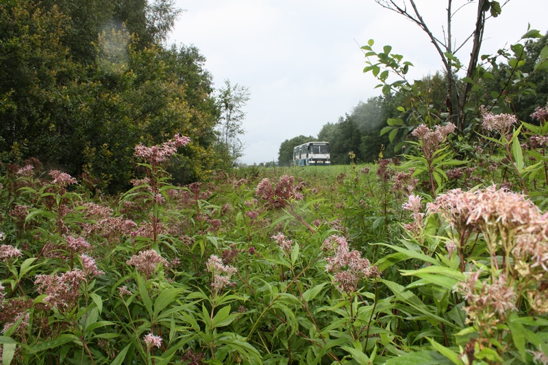 Изображение особи Eupatorium cannabinum.