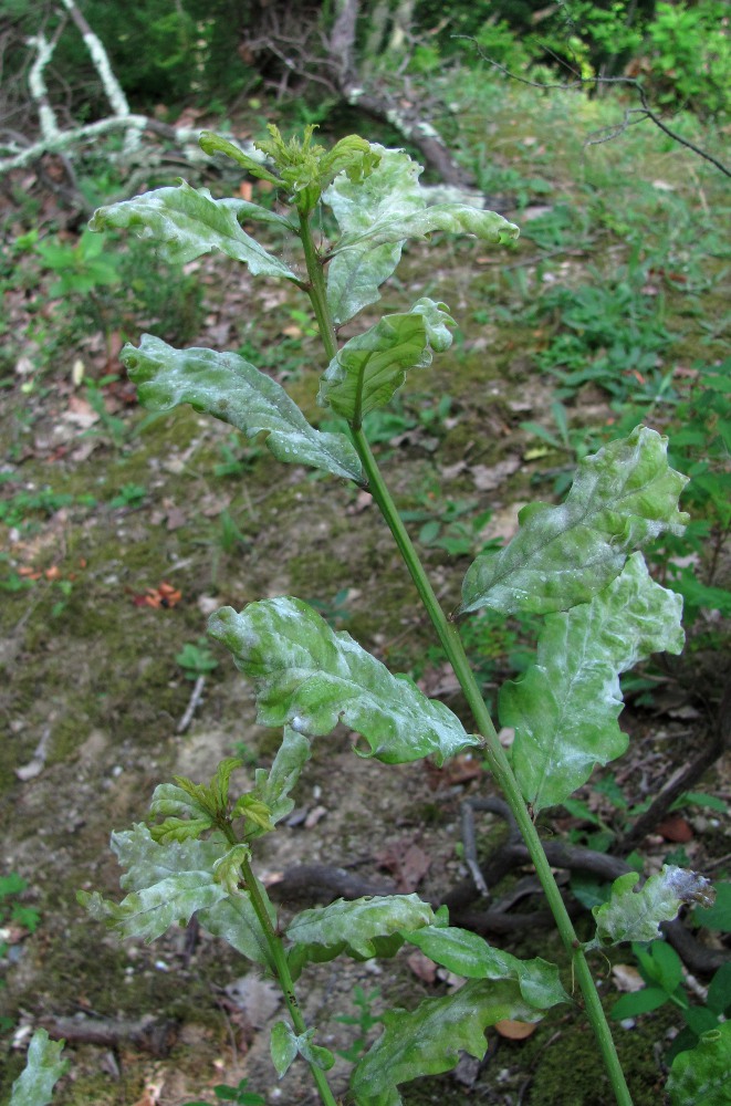 Image of Quercus iberica specimen.