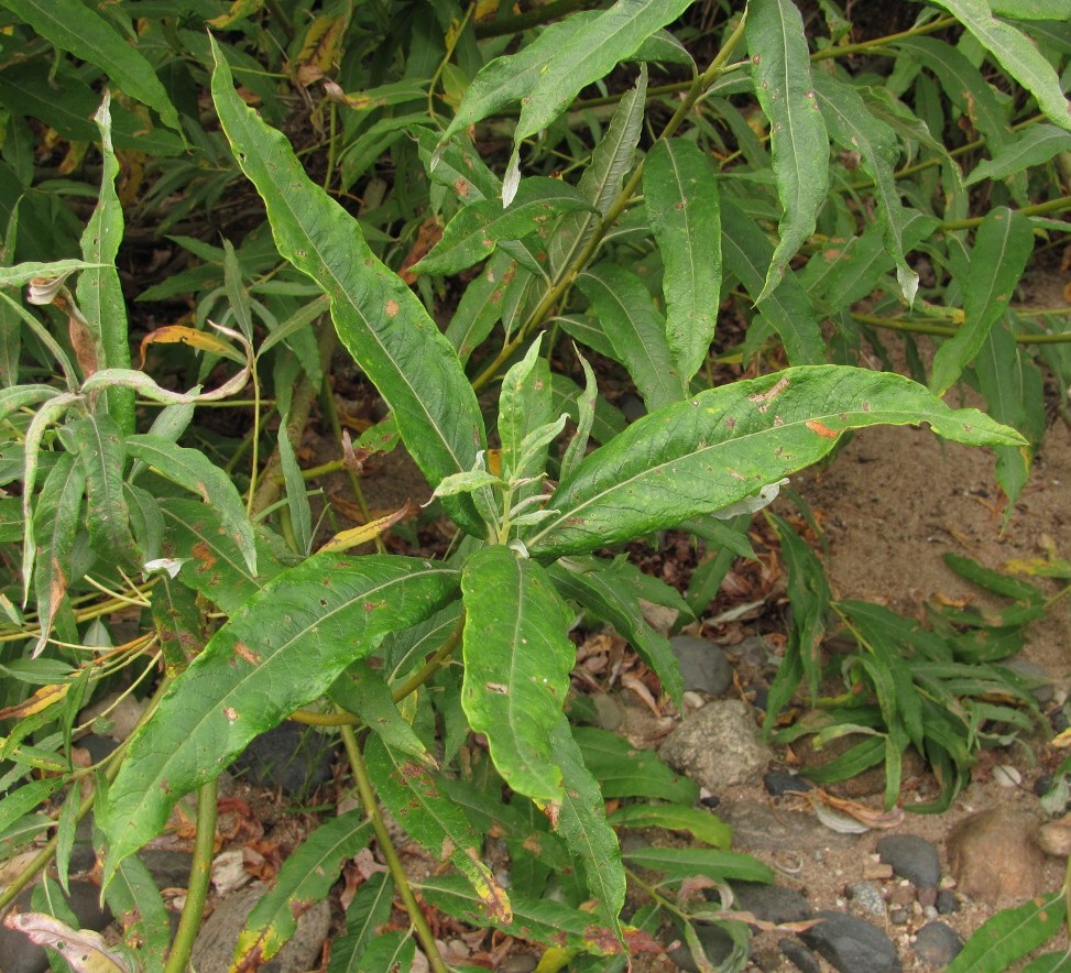 Image of Salix × stipularis specimen.
