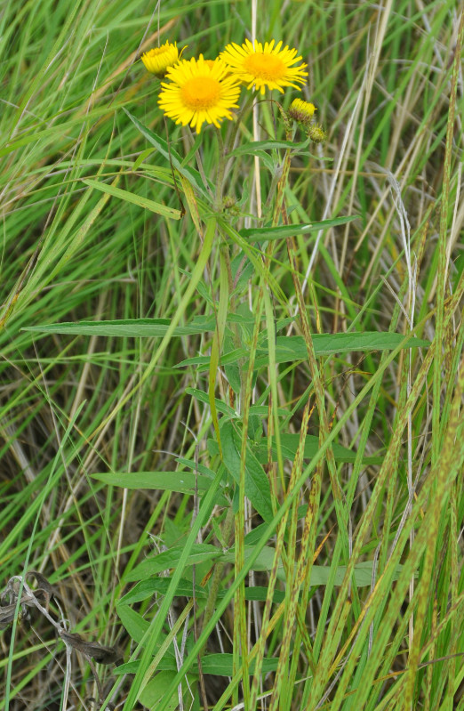 Image of Inula japonica specimen.