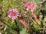 Sempervivum pumilum