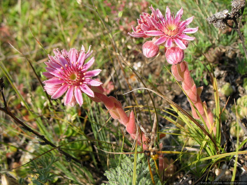 Изображение особи Sempervivum pumilum.