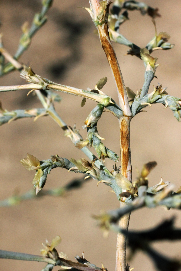 Изображение особи Girgensohnia oppositiflora.