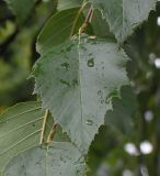 Image of taxon representative. Author is Валерий Куделя