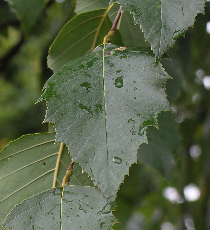 Изображение особи Betula nigra.