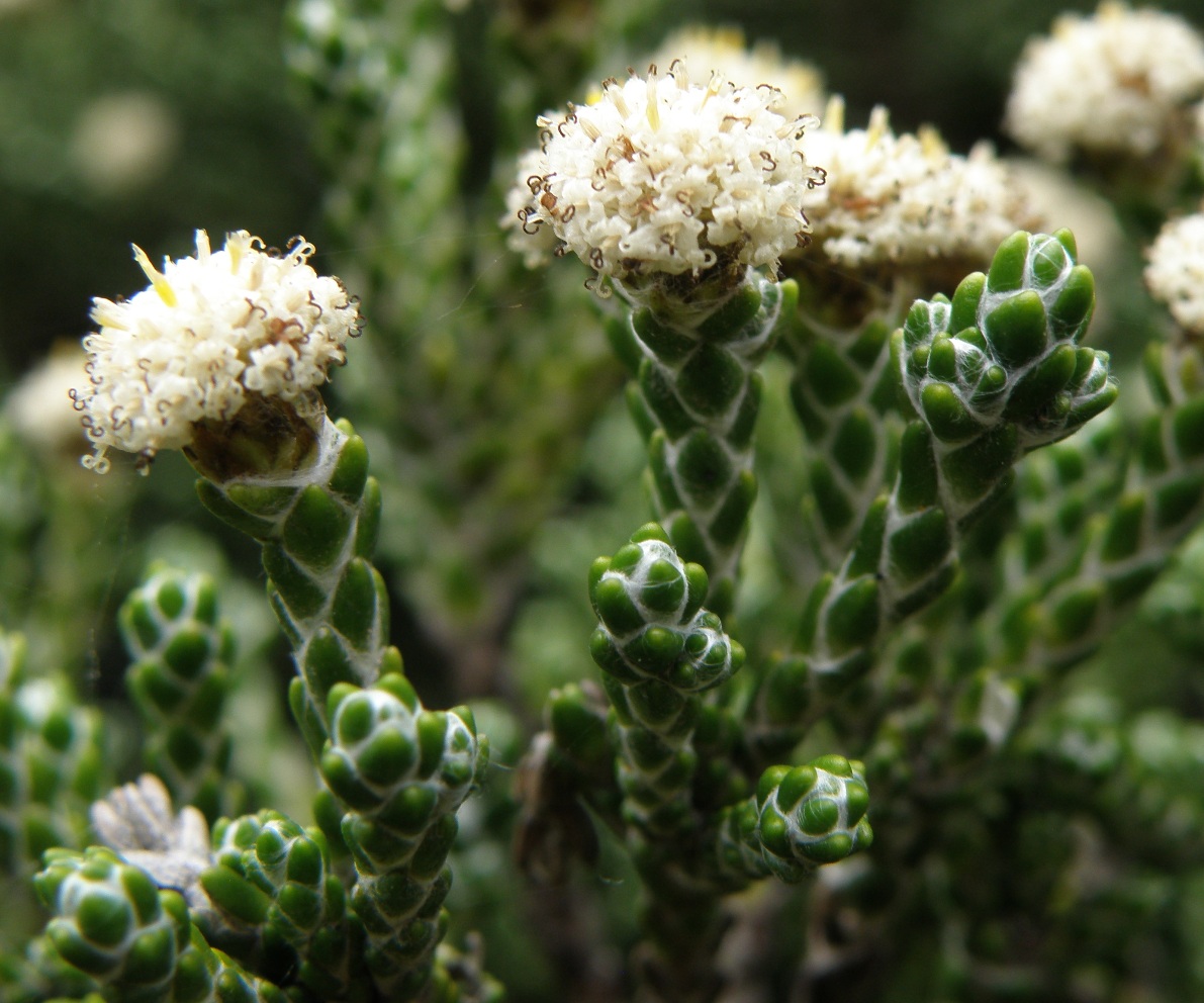 Изображение особи Helichrysum selago var. tumidum.