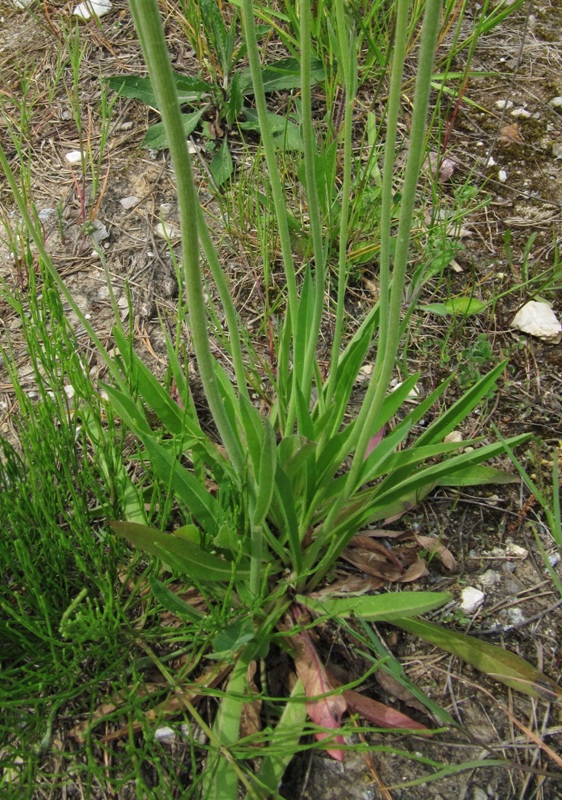 Изображение особи Pilosella vaillantii.