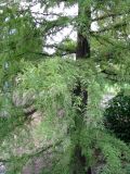 Taxodium distichum. Средняя часть кроны дерева. Венгрия, г. Будапешт, городской парк Варошлигет, окр. замка Вайдахуняд, берег озера. 01.09.2012.