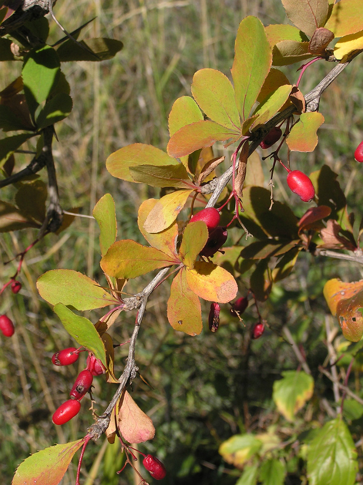 Image of Berberis vulgaris specimen.