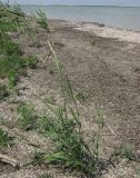 genus Elytrigia. Цветущее растение. Крым, берег оз. Сиваш. 22.05.2012.