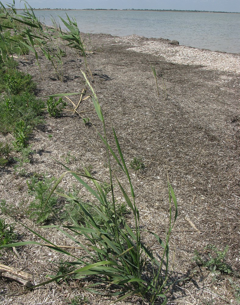 Image of genus Elytrigia specimen.