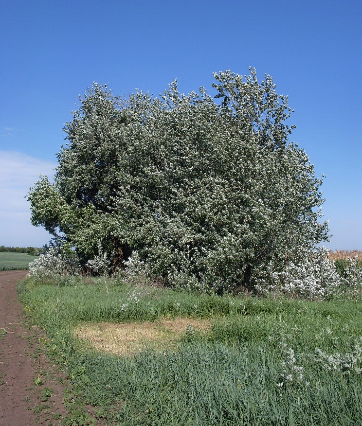 Изображение особи Populus &times; canescens.