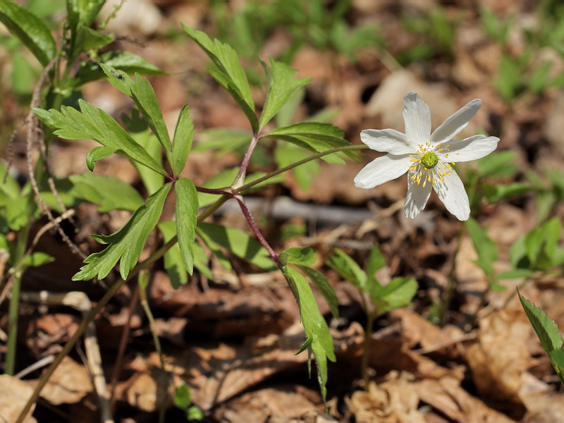 Изображение особи Anemone nemorosa.