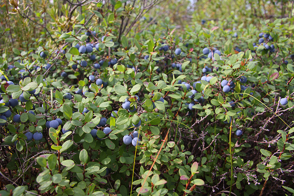 Изображение особи Vaccinium uliginosum.