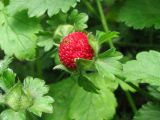 Duchesnea indica. Плод. Украина, г. Запорожье, Запорожский детский ботанический сад, в парке. 13.06.2009.