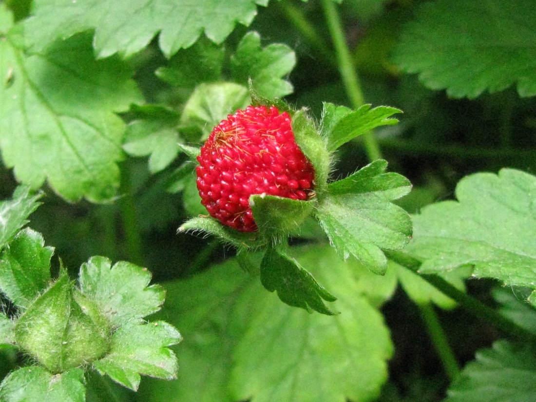 Изображение особи Duchesnea indica.