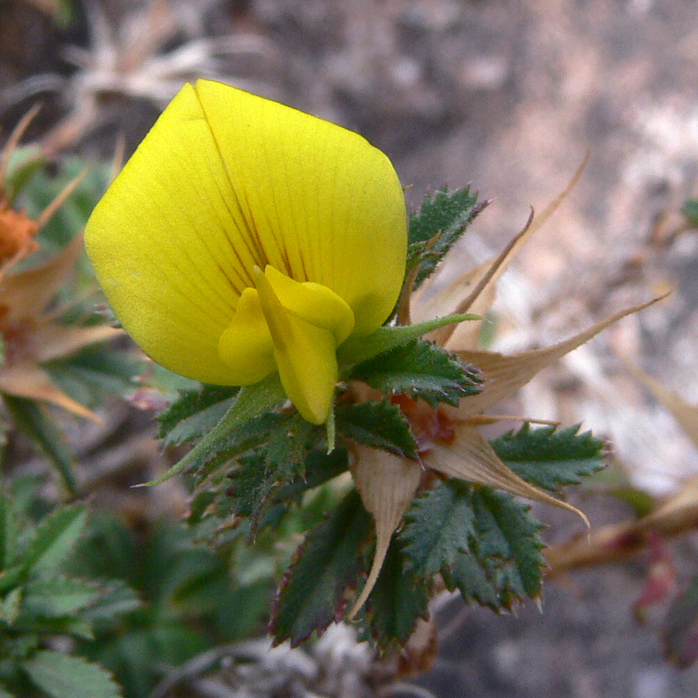Image of Ononis minutissima specimen.